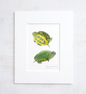 Baby Turtle Watercolor, Pond Turtle Watercolor Nature Study