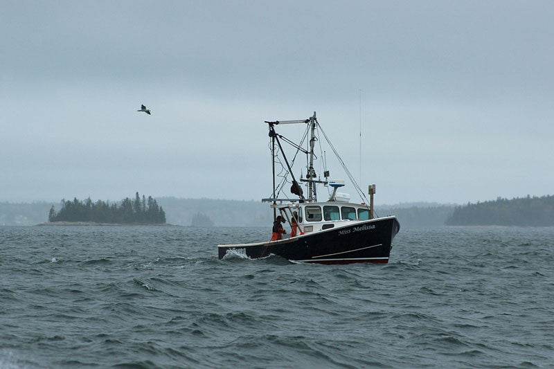Eastern Egg Rock and Hog Island, Maine