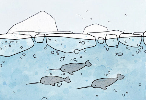 Narwhal Facts for Kids, illustrations and fun information