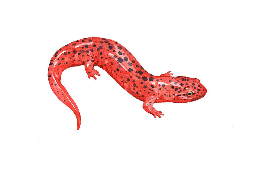 Salamander Paintings and Illustrations