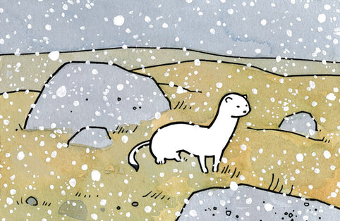 Illustrated Weasel Facts for Kids