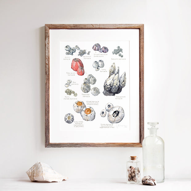 Barnacles Chart Art Print Nautical Watercolor Painting Coastal Wall Decor
