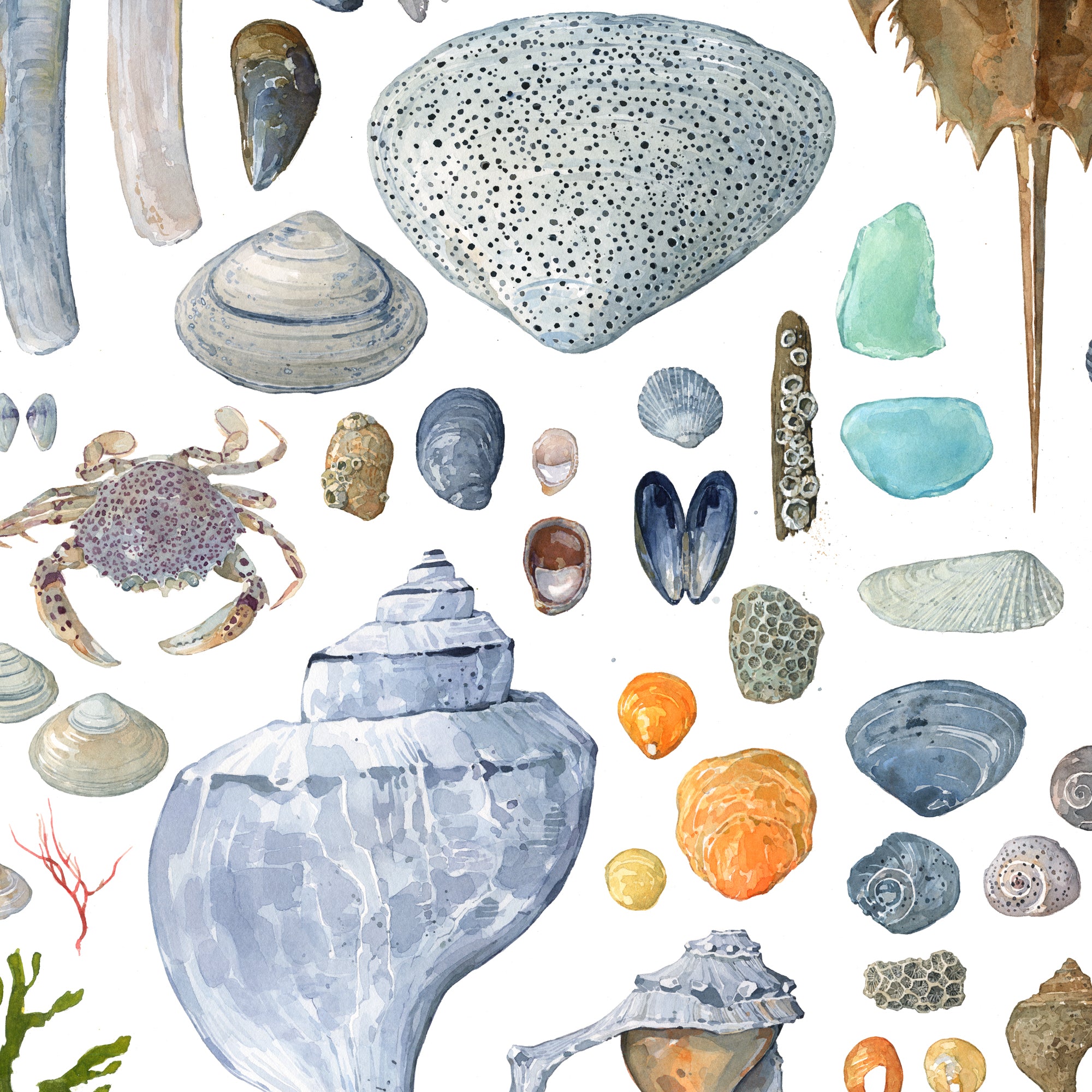 Beachcombing Shells Watercolor Print Coastal Seashore Painting Large Wall Art
