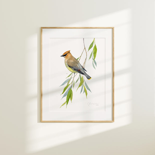 Cedar Waxwing Watercolor Print