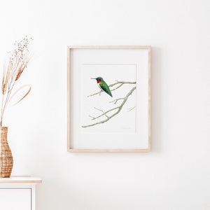 Ruby-throated Hummingbird Watercolor Print Bird Wall Art