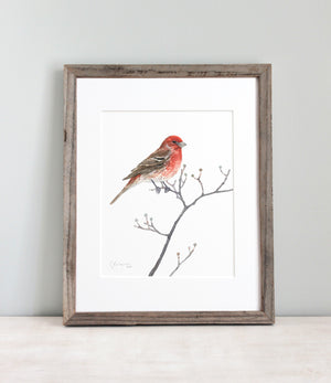 House Finch Bird Watercolor Print Backyard Bird Painting Wall Art