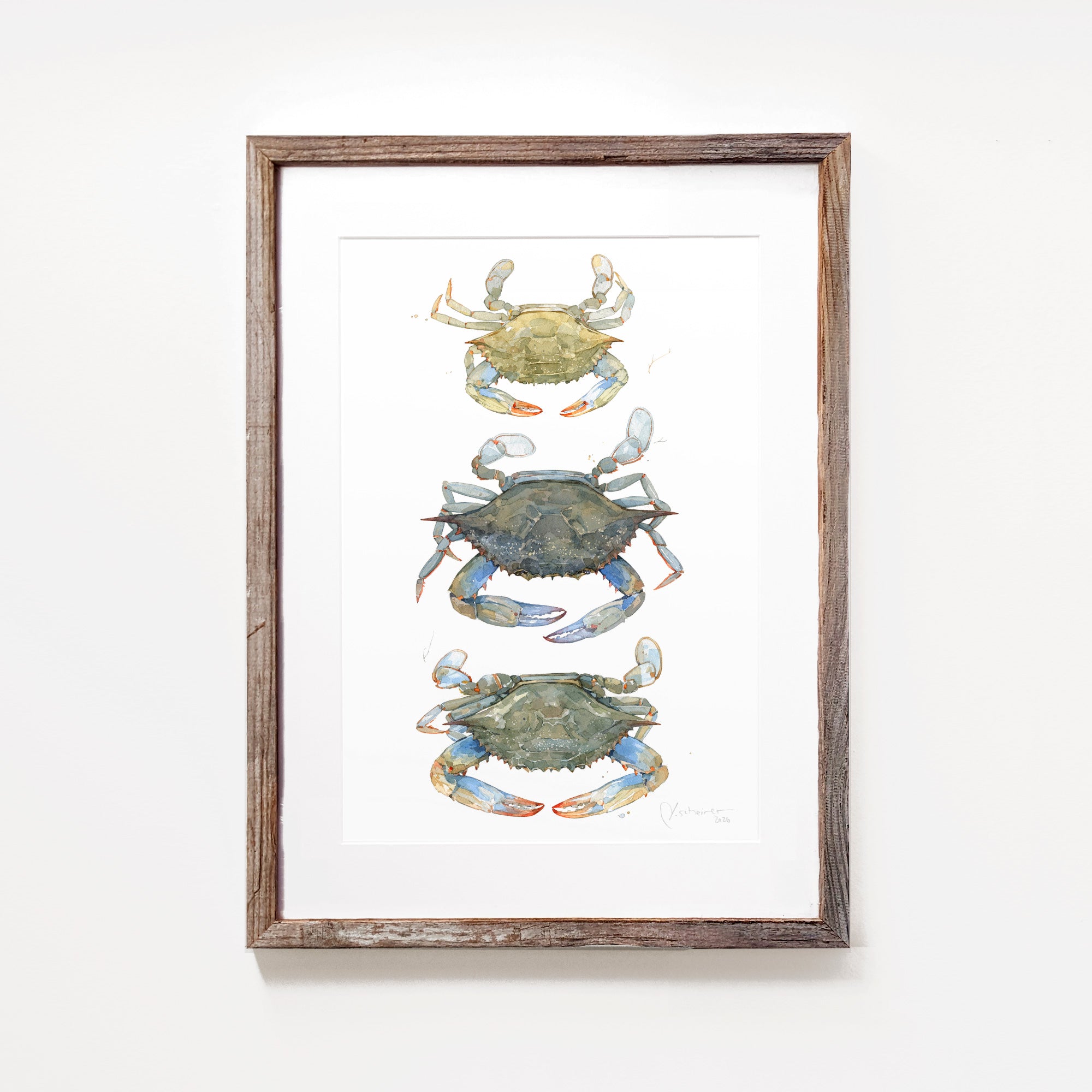 Blue Crab Teir Print