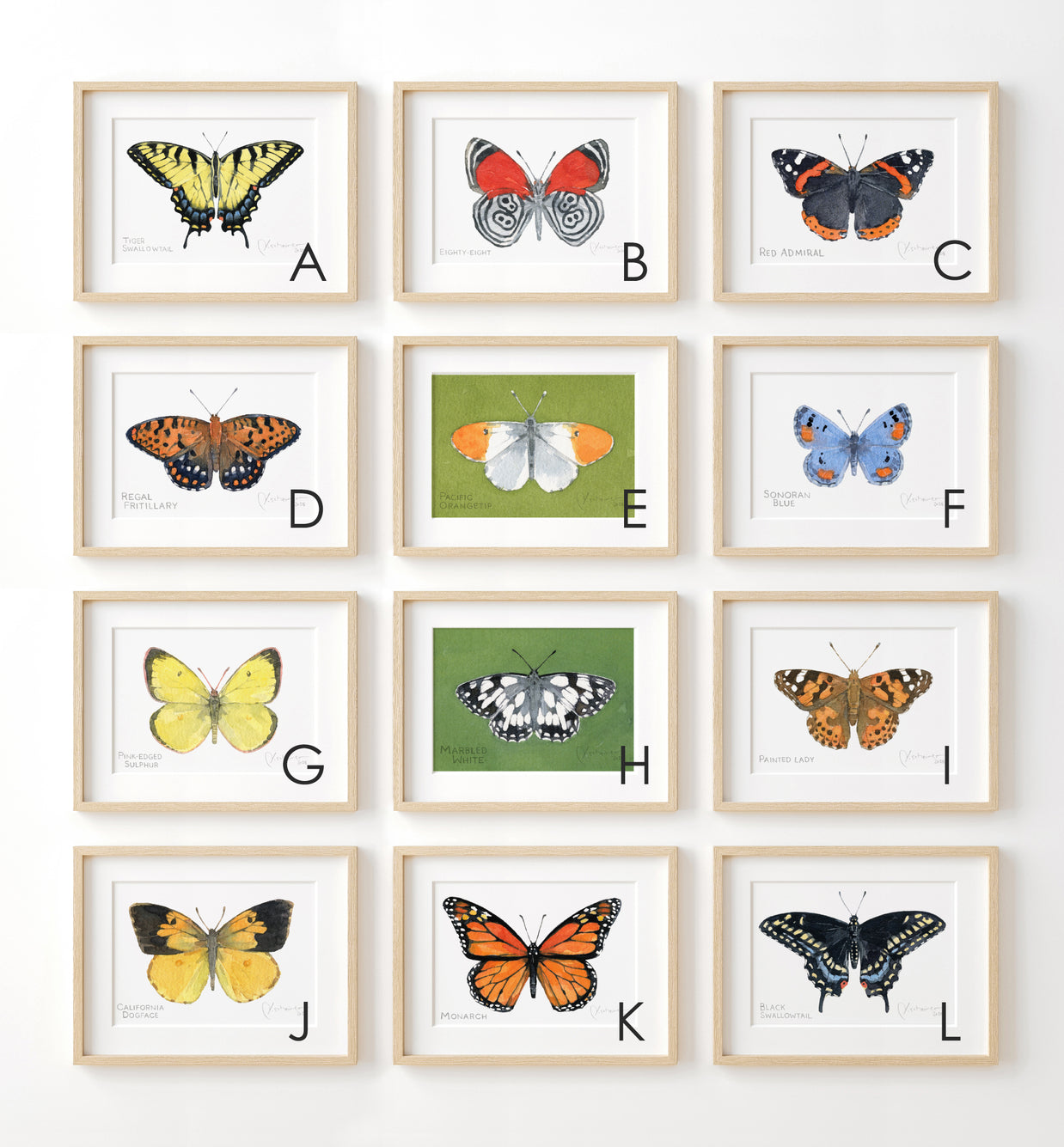 Butterfly Watercolor Print Set Choose Your Own Print Collection