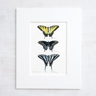Swallowtail Butterflies Art Print
