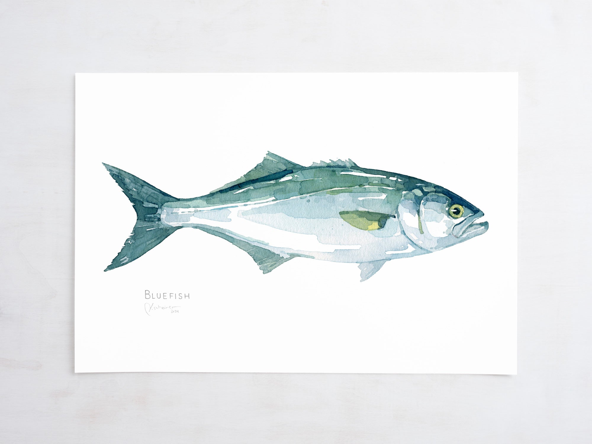Bluefish Print