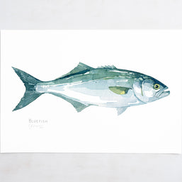 Bluefish Print