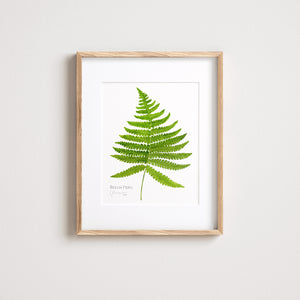 Beech Fern Botanical Watercolor Print