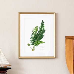 Christmas Fern Botanical Watercolor Print