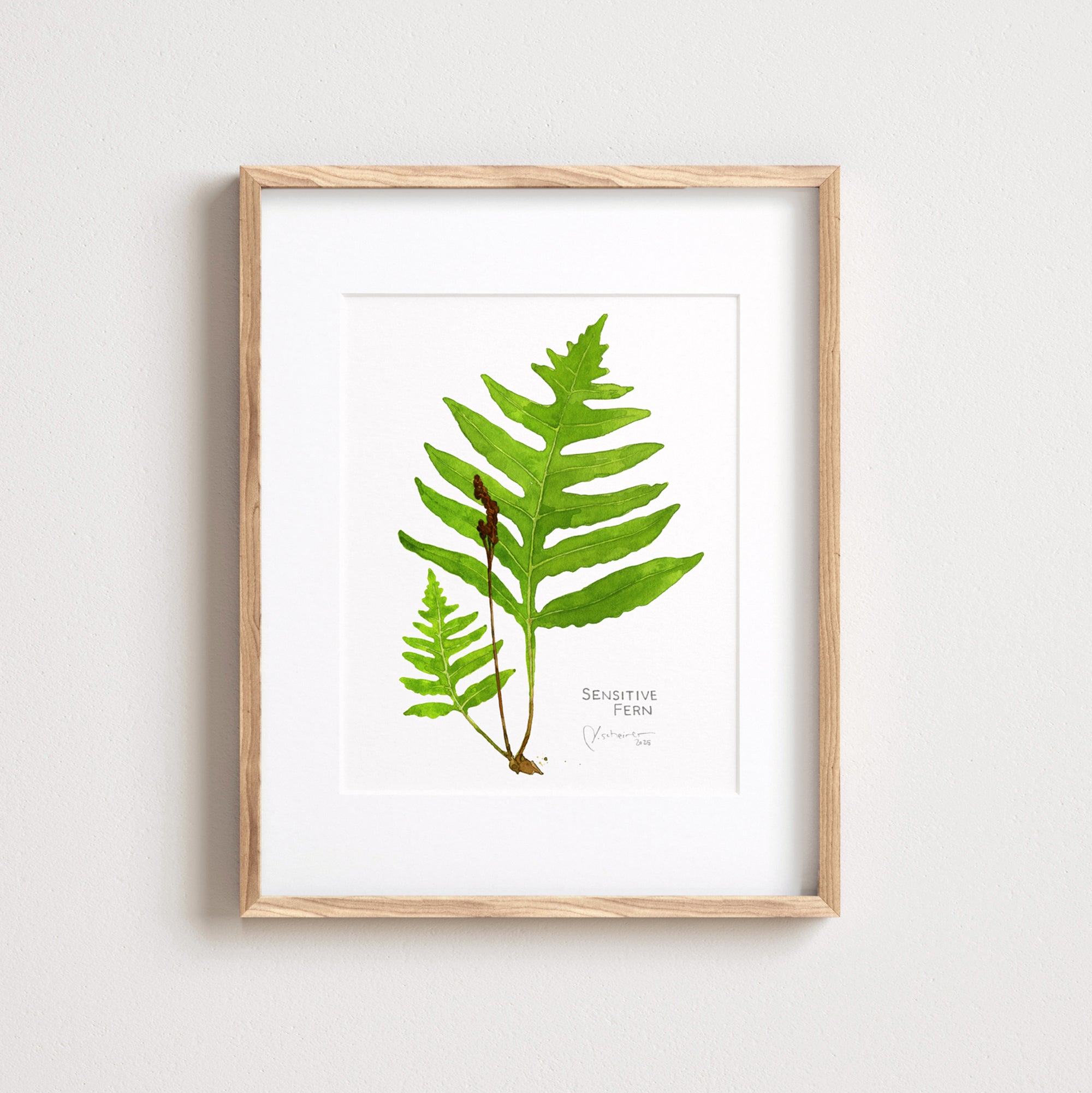 Sensitive Fern Botanical Watercolor Print