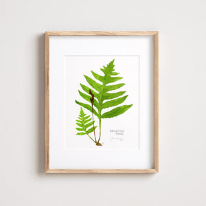Sensitive Fern Botanical Watercolor Print