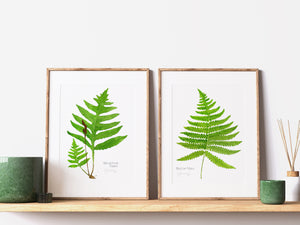 Sensitive Fern Botanical Watercolor Print