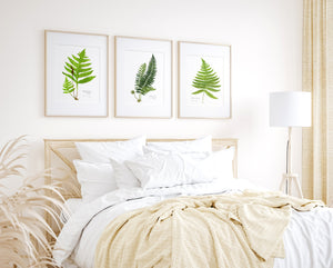 Sensitive Fern Botanical Watercolor Print