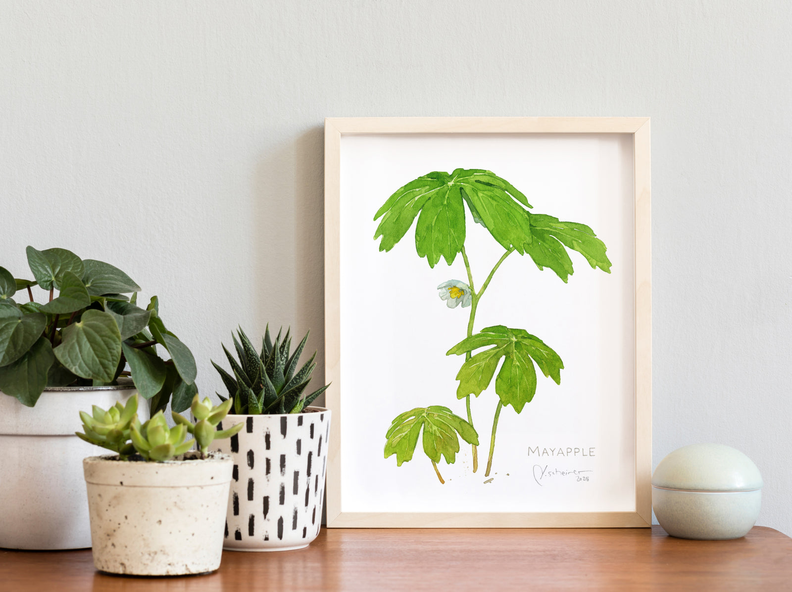 Mayapple Watercolor Botanical Print Woodland Wildflower