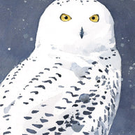 Snowy Owl in Snow Print