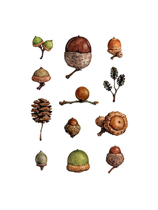 Acorns Art Print
