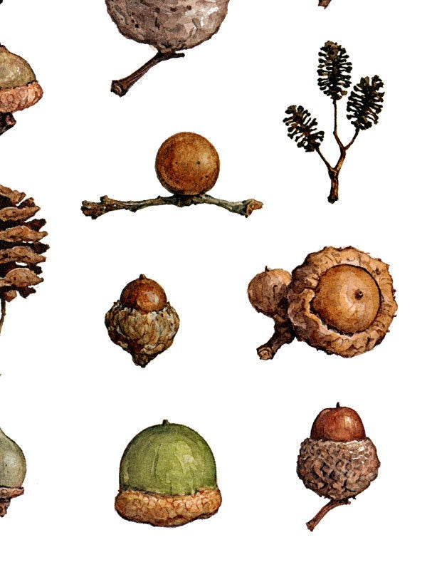 Acorns Art Print