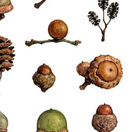 Acorns Art Print