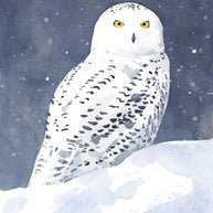 Snowy Owl Card Set