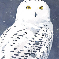 Snowy Owl Card Set