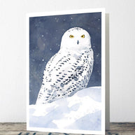 Snowy Owl Card