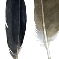 Feather Chart Print