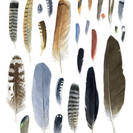 Feather Chart Print