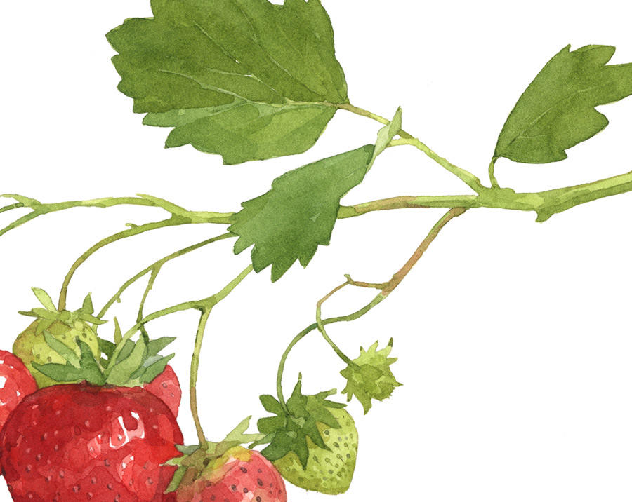 Strawberry Botanical Print