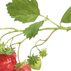 Strawberry Botanical Print