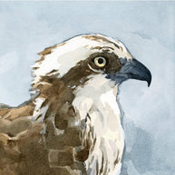 Osprey Watercolor Print