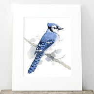 Blue Jay on Branch Print