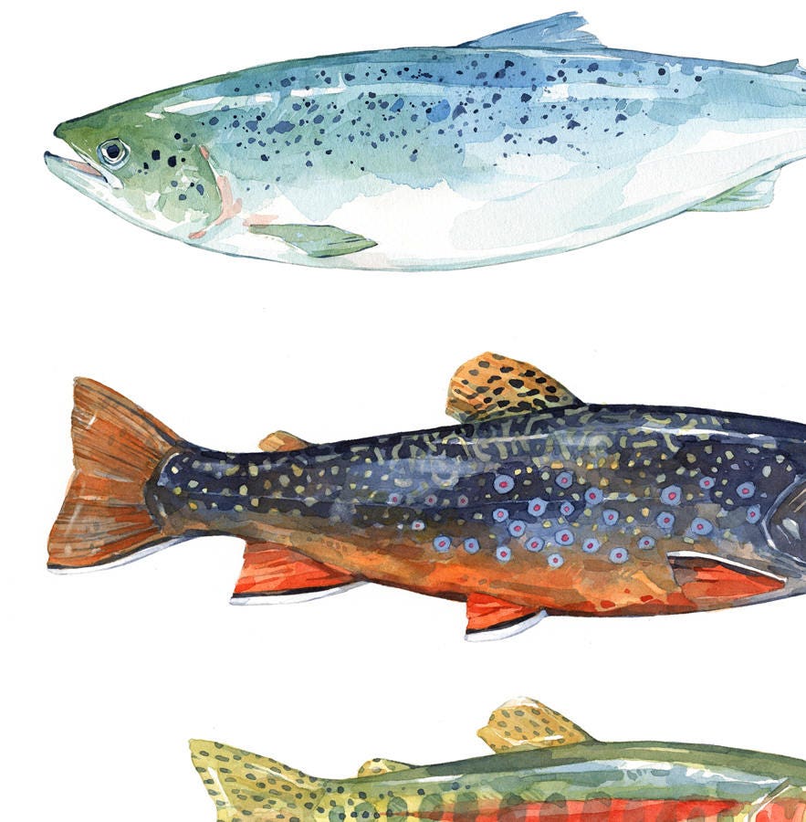 Trout Fish Card