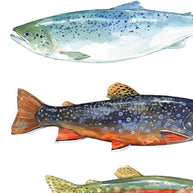 Trout Fish Card
