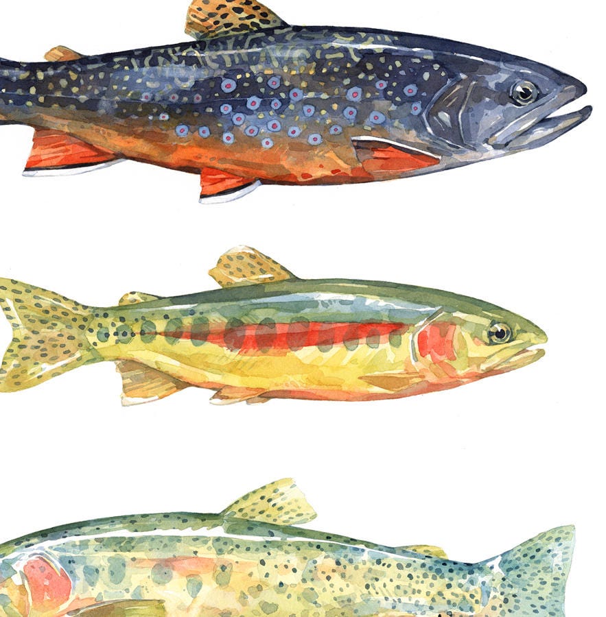 Trout Fish Card