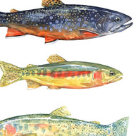 Trout Fish Card