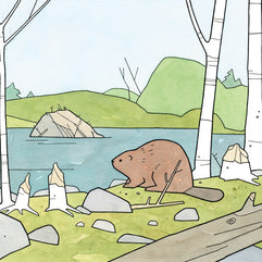 Beaver Illustration Art Print