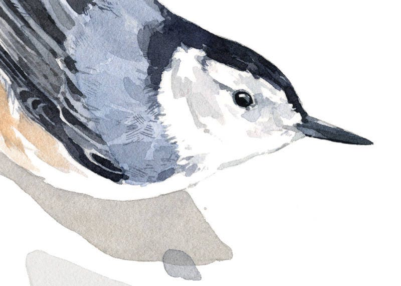 Nuthatch Print