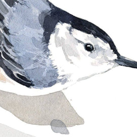 Nuthatch Print