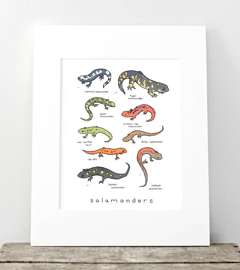 Salamanders Chart Print
