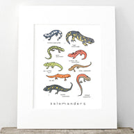 Salamanders Chart Print