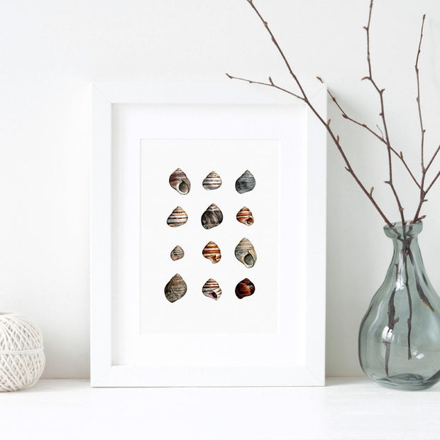 Periwinkle Shells Print