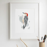 Red-bellied Woodpecker Print