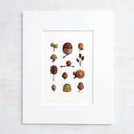 Acorns Art Print