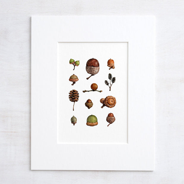 Acorns Art Print