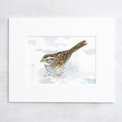 White-Throated Sparrow Print