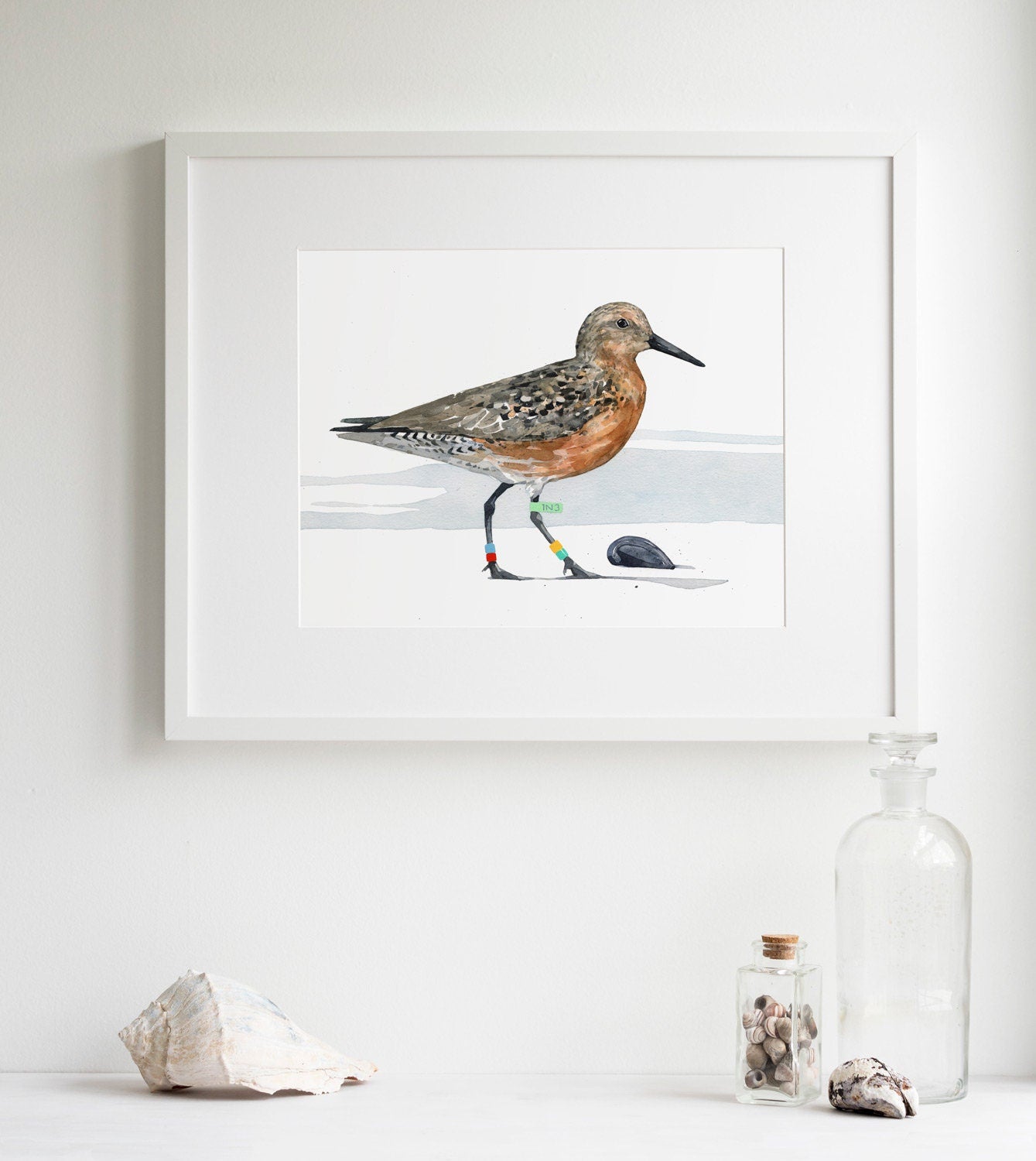 Red Knot Bird Print